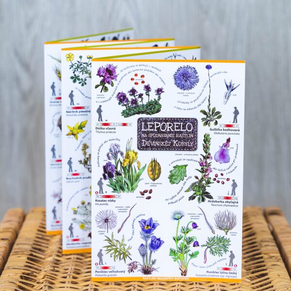 Rastliny Devínskej Kobyly